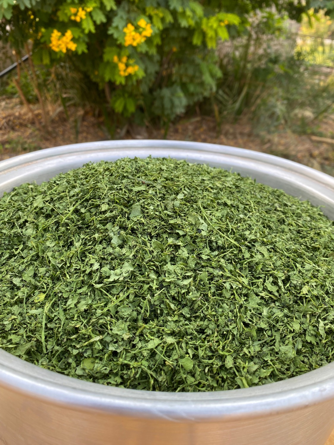 سبزی ماهی خشک رامهرمز